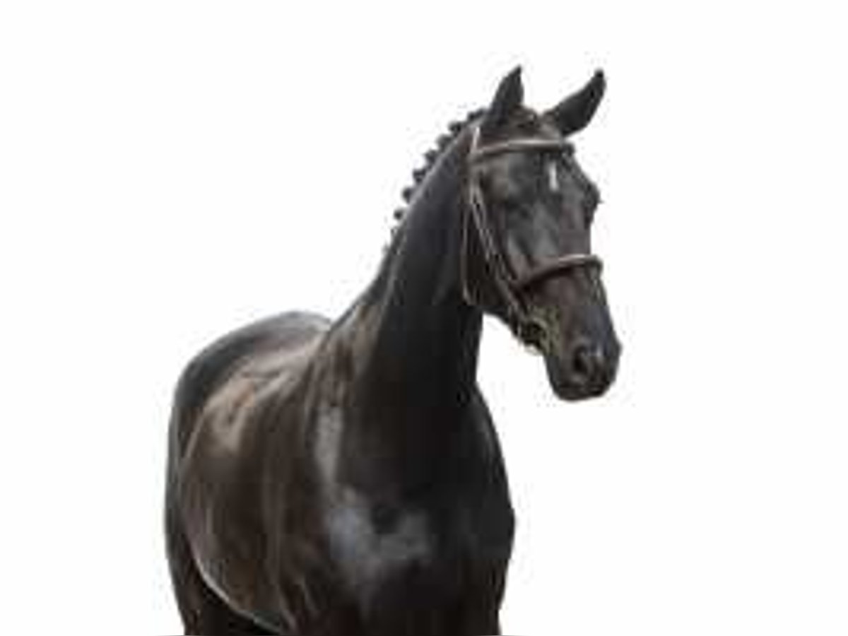 Belgian Warmblood Mare 6 years 17 hh Smoky-Black in Waddinxveen