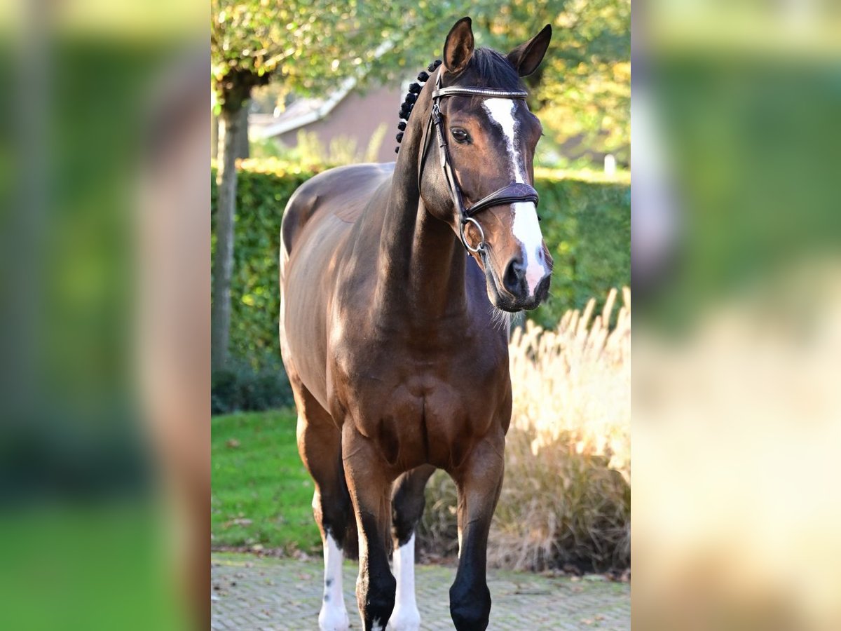 Belgian Warmblood Mare 7 years 15,2 hh Bay-Dark in Bladel