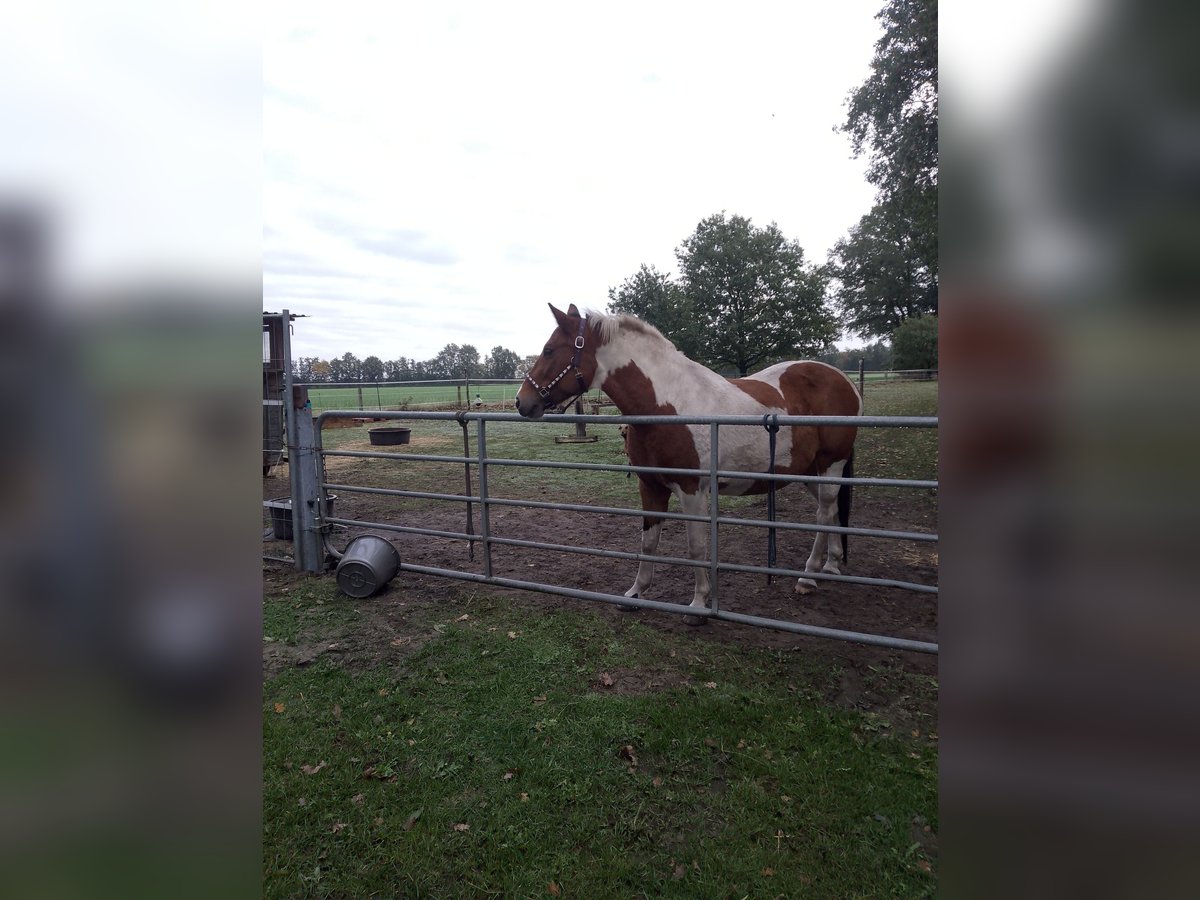 Belgian Warmblood Mare 7 years 15,1 hh Pinto in Wagenfeld