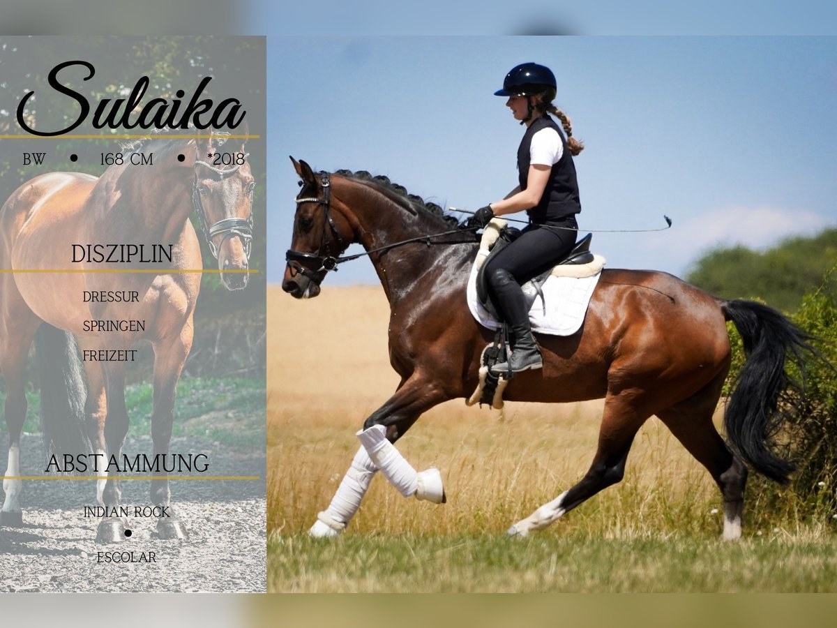 Belgian Warmblood Mare 7 years 16,1 hh Brown in Nettersheim