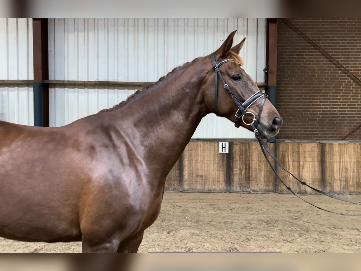 Belgian Warmblood Mare 7 years 16,1 hh Chestnut-Red in Oud Gastel