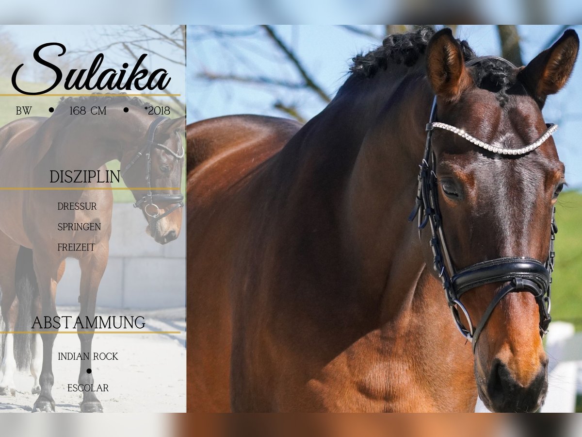 Belgian Warmblood Mare 7 years 16,1 hh Brown in Nettersheim