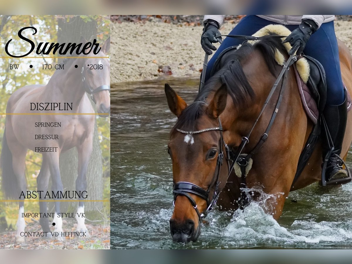 Belgian Warmblood Mare 7 years 16,2 hh Brown in Nettersheim