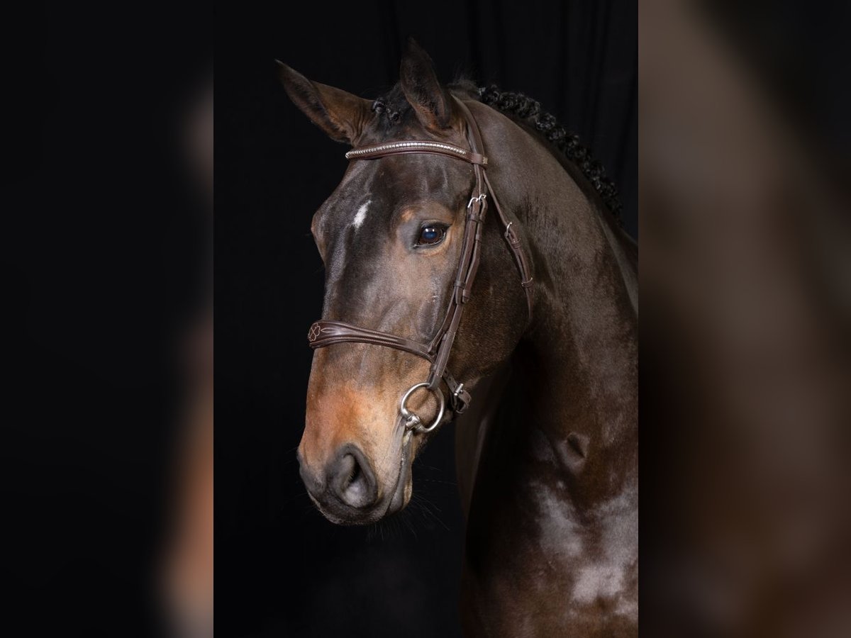 Belgian Warmblood Mare 7 years Brown in Bladel