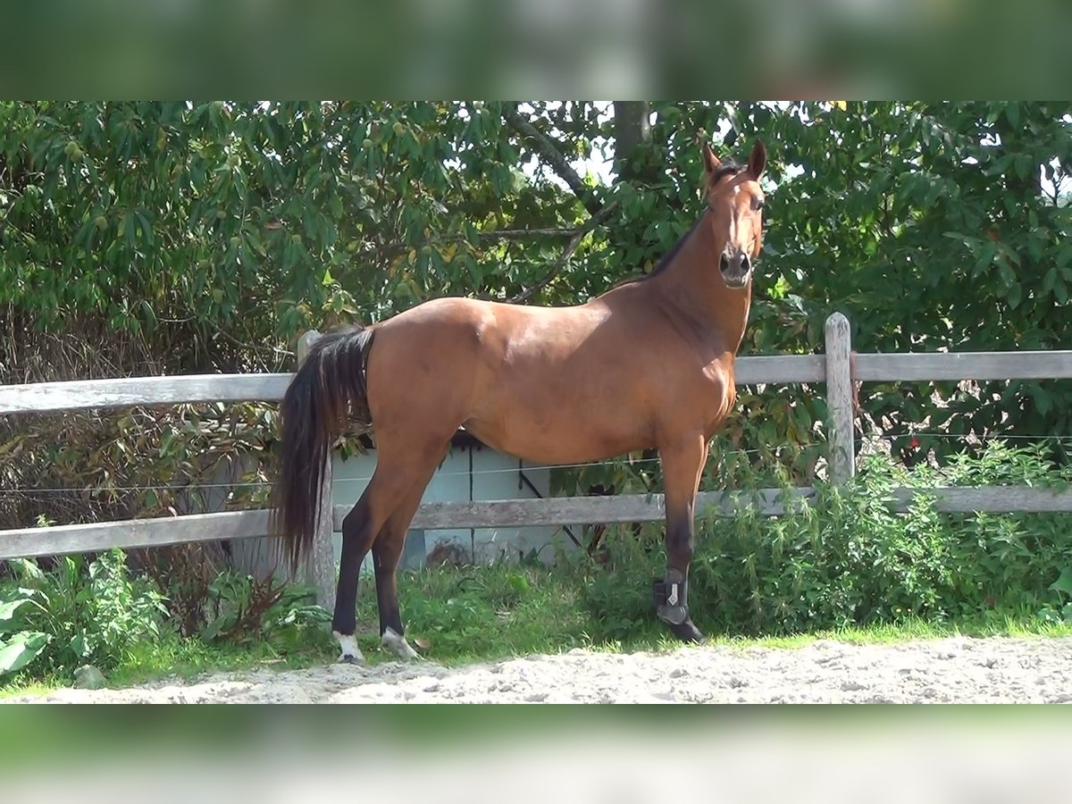 Belgian Warmblood Mare 8 years 15,3 hh Brown in Oppuurs