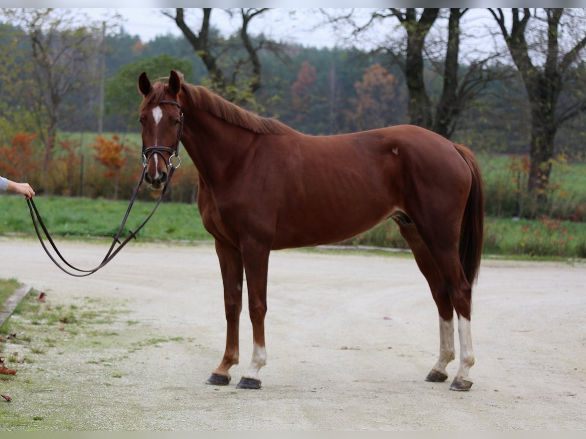 Belgian Warmblood Mare 8 years 15,3 hh Chestnut-Red in Marcelewo