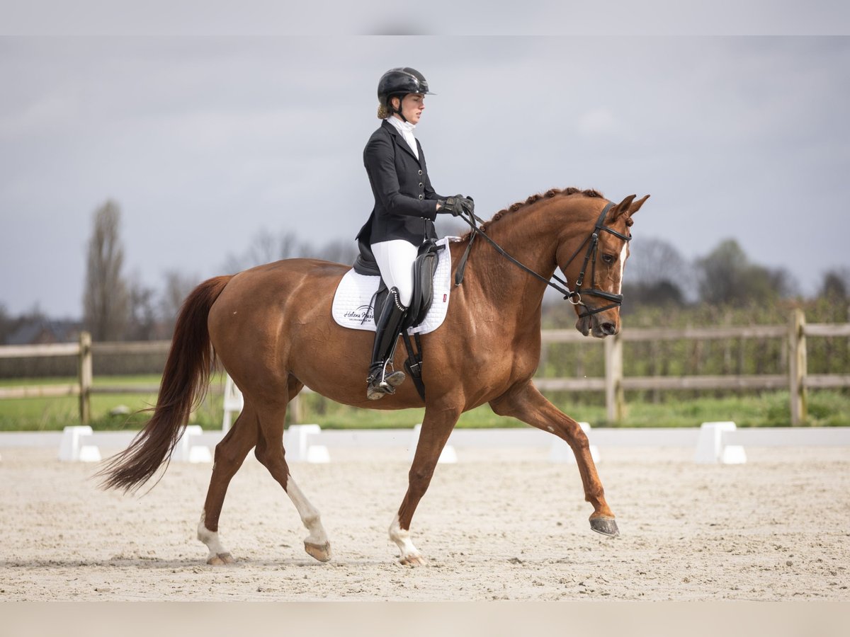 Belgian Warmblood Mare 8 years 16,1 hh Sorrel in Vrasene