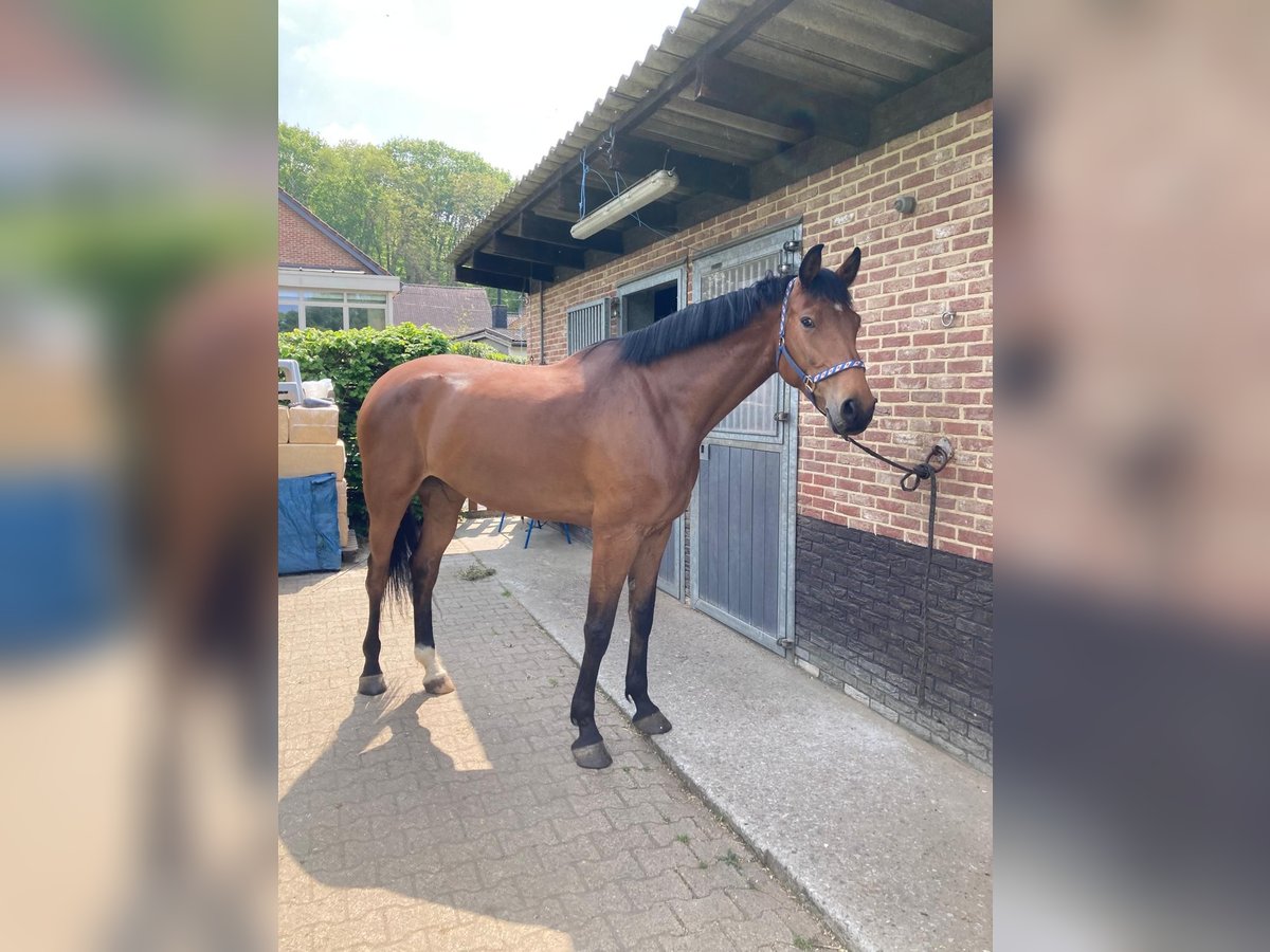 Belgian Warmblood Mare 8 years 17,2 hh Brown in GROTE-BROGEL