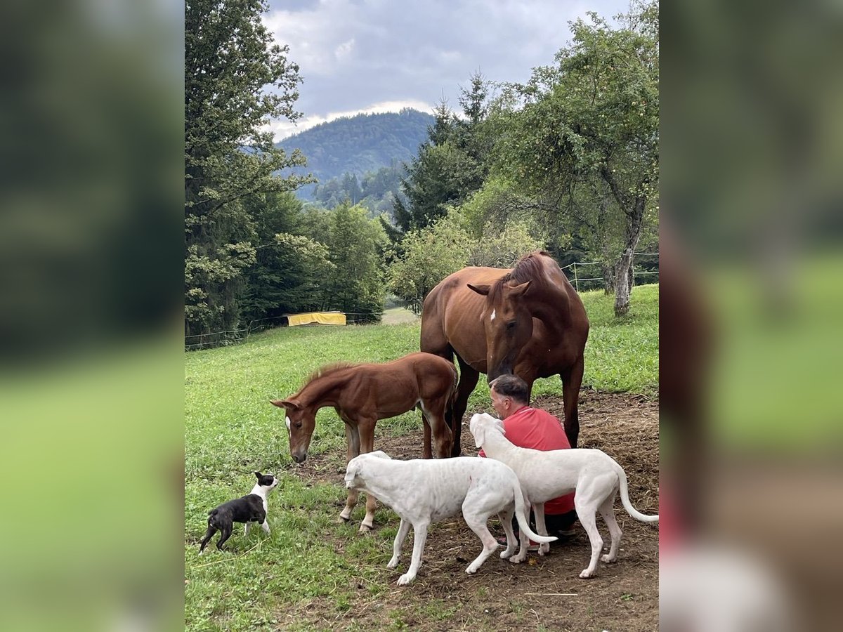 Belgian Warmblood Mare 8 years in Kranj