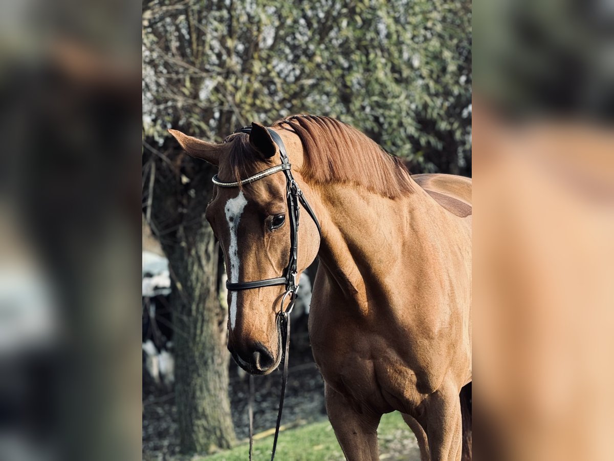 Belgian Warmblood Mare 9 years 16,1 hh Chestnut-Red in Maaseik