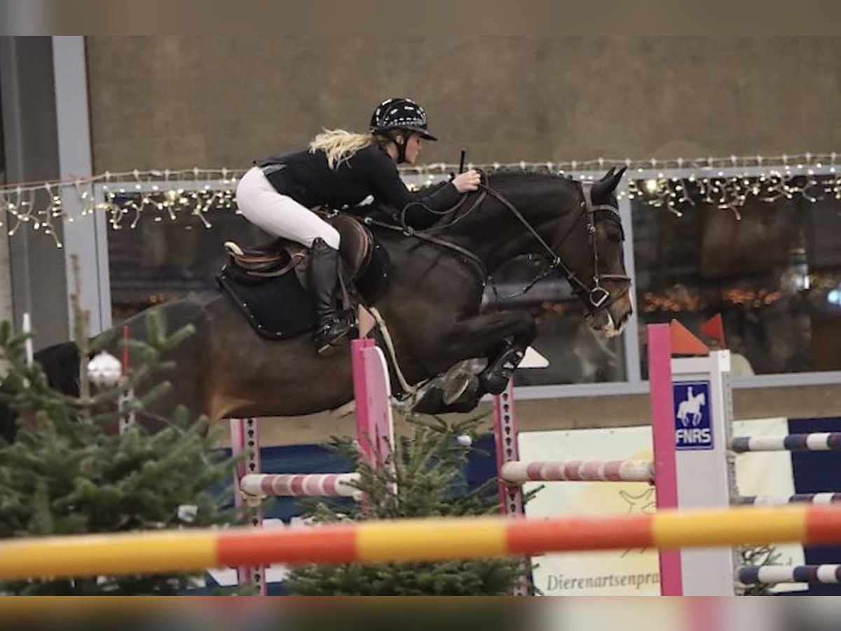 Belgian Warmblood Mare 9 years 16,1 hh Bay-Dark in Zuidoostbeemster