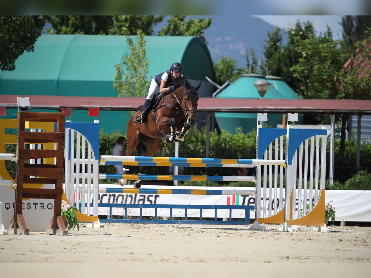 Belgian Warmblood Mare 9 years 17 hh Brown in Lama