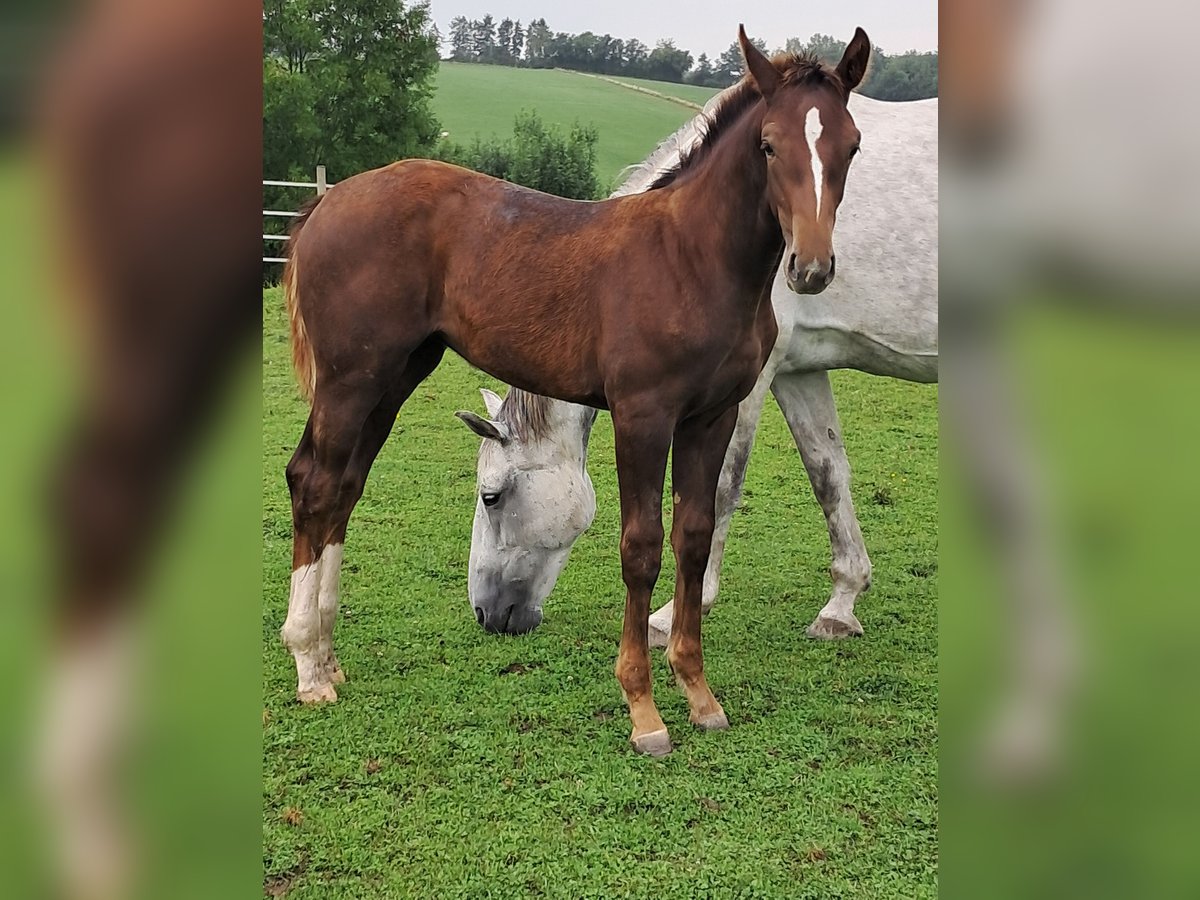 Belgian Warmblood Mare Foal (03/2025) 13,2 hh Chestnut in Bois de Halleux 861