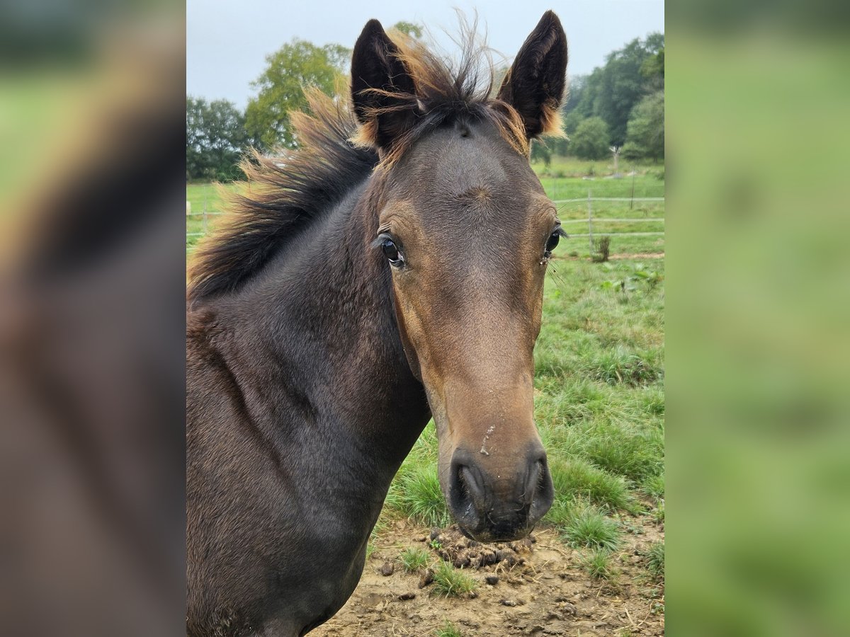 Belgian Warmblood Mare Foal (04/2024) 15,1 hh Bay-Dark in Paal