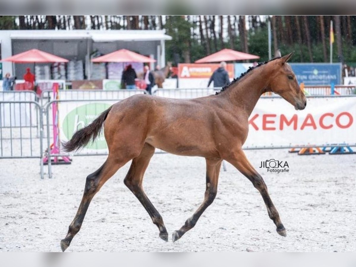 Belgian Warmblood Mare Foal (04/2025) 16,1 hh Brown in Oostmalle