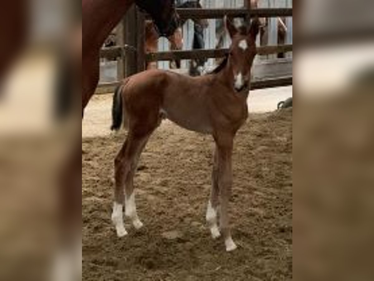 Belgian Warmblood Mare Foal (01/2024) Bay in Belgium