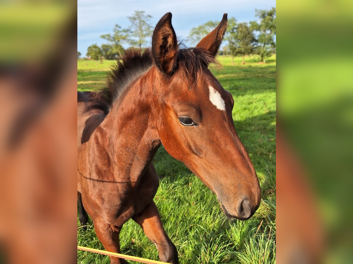 Belgian Warmblood Mare Foal (06/2024) Brown in Wuustwezel