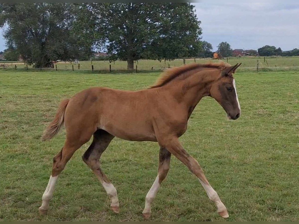 Belgian Warmblood Mare Foal (05/2024) Chestnut in Rotselaar