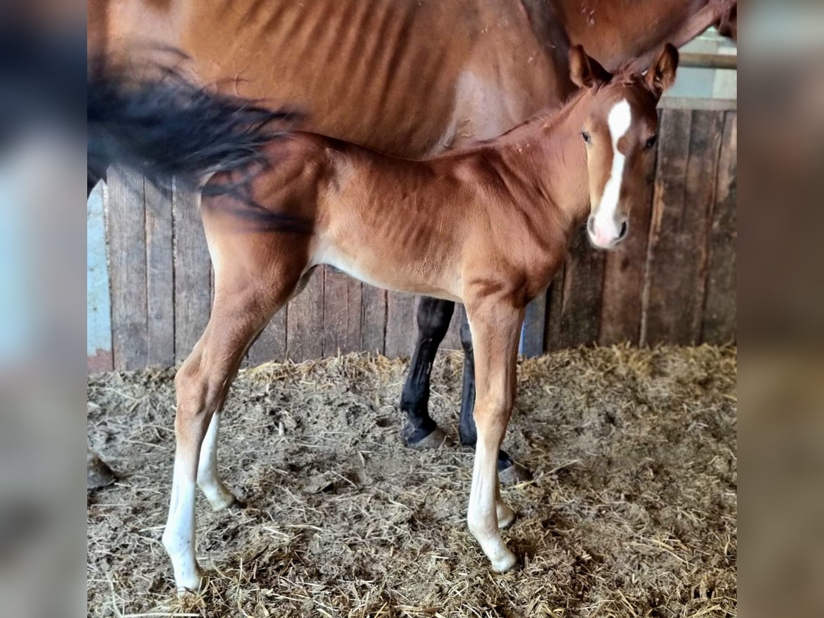 Belgian Warmblood Mare Foal (06/2025) Chestnut-Red in GROTE-BROGEL