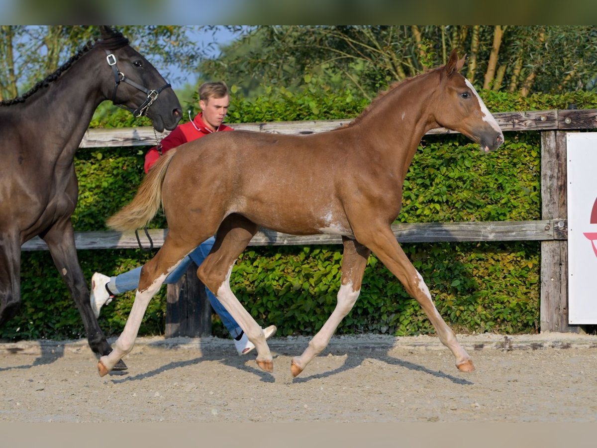 Belgian Warmblood Mare Foal (04/2024) Chestnut in Oud-Heverlee