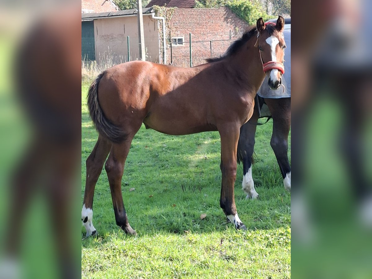 Belgian Warmblood Mare Foal (05/2025) Pinto in Welle