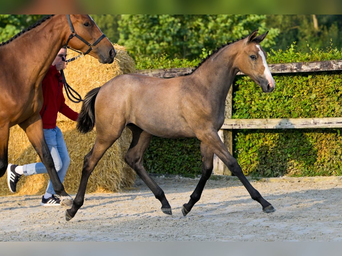 Belgian Warmblood Mare Foal (04/2024) Roan-Bay in Oud-Heverlee