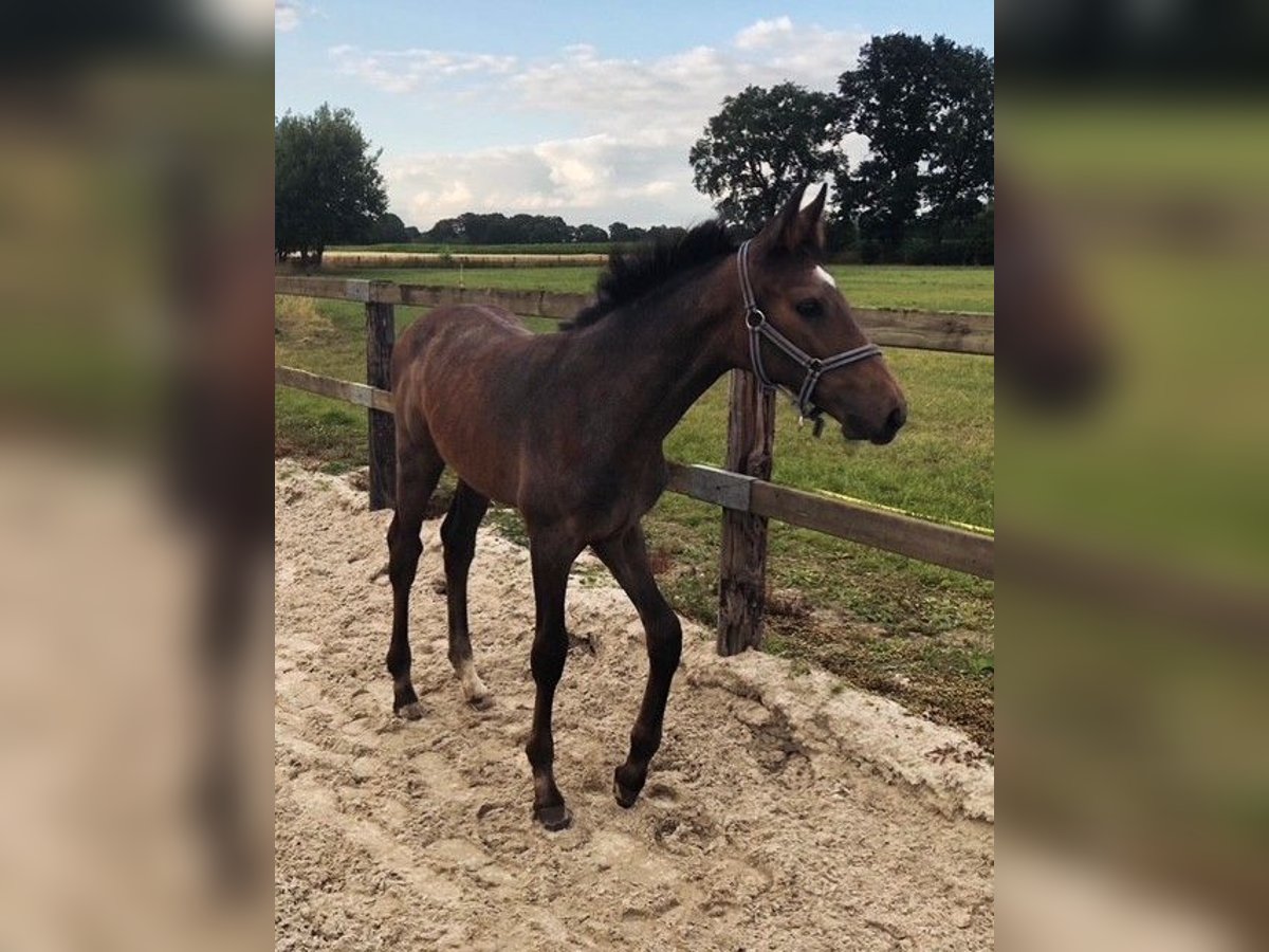 Belgian Warmblood Mare Foal (04/2025) in Geel