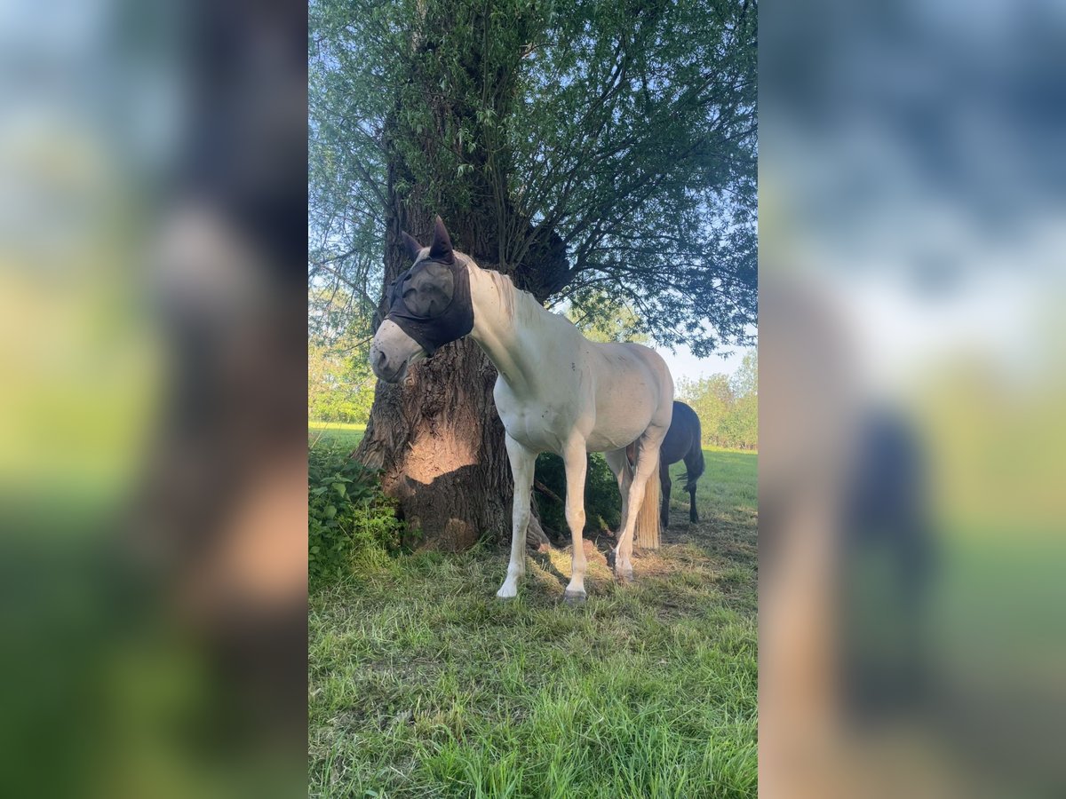 Belgian Warmblood Stallion 13 years 15,2 hh White in Erondegem