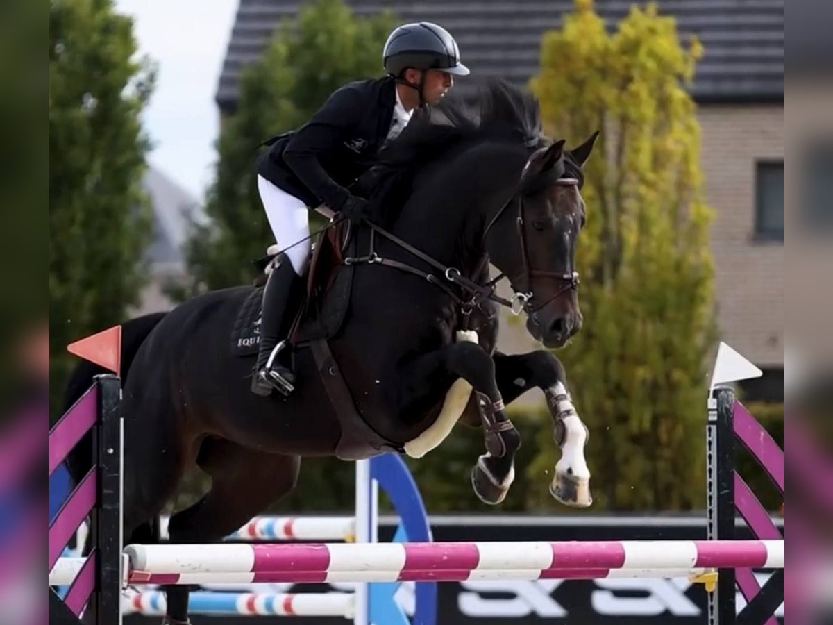 Belgian Warmblood Stallion 13 years 17 hh Bay-Dark in Kronenberg