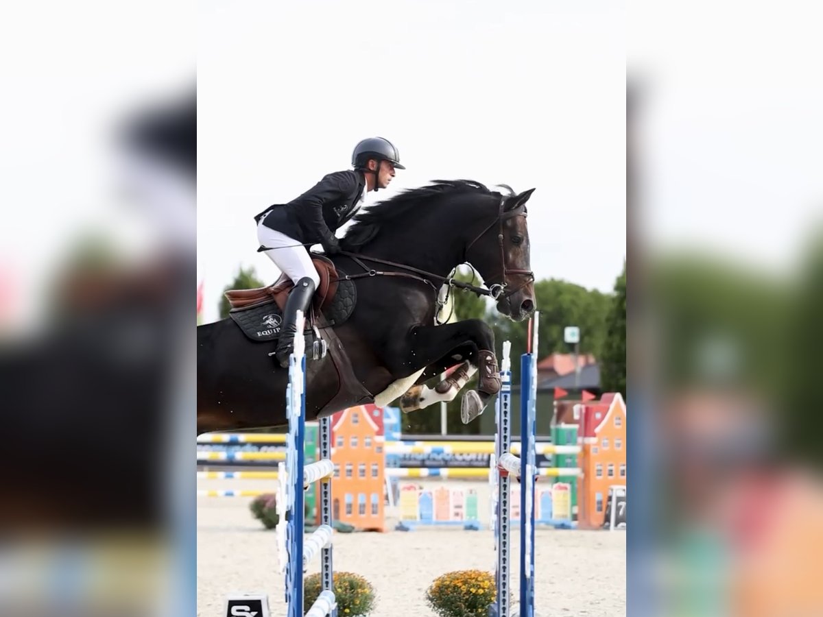 Belgian Warmblood Stallion 13 years 17 hh Bay-Dark in Kronenberg