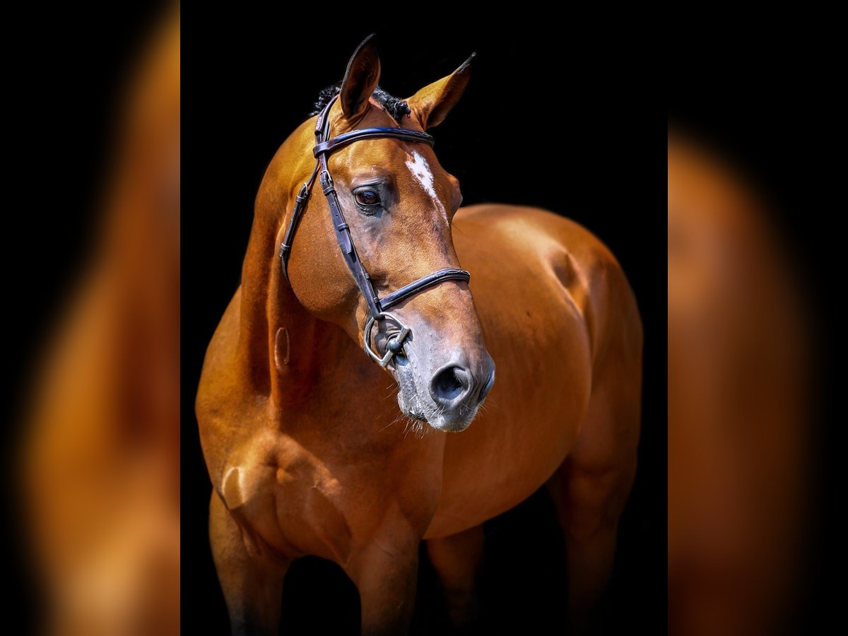 Belgian Warmblood Stallion 15 years 16,1 hh Brown in Bocholt