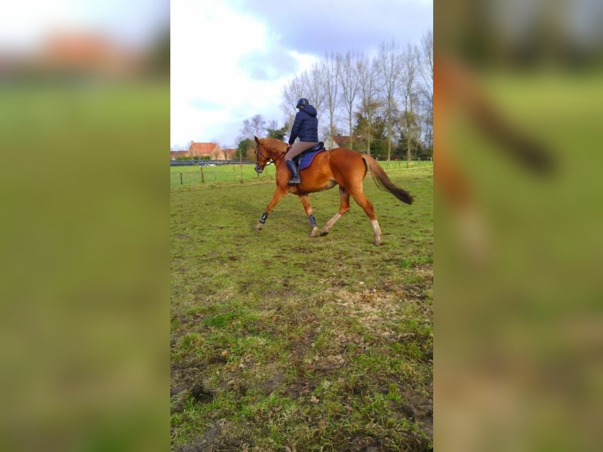 Belgian Warmblood Stallion 19 years 16,2 hh Chestnut-Red in Laarne