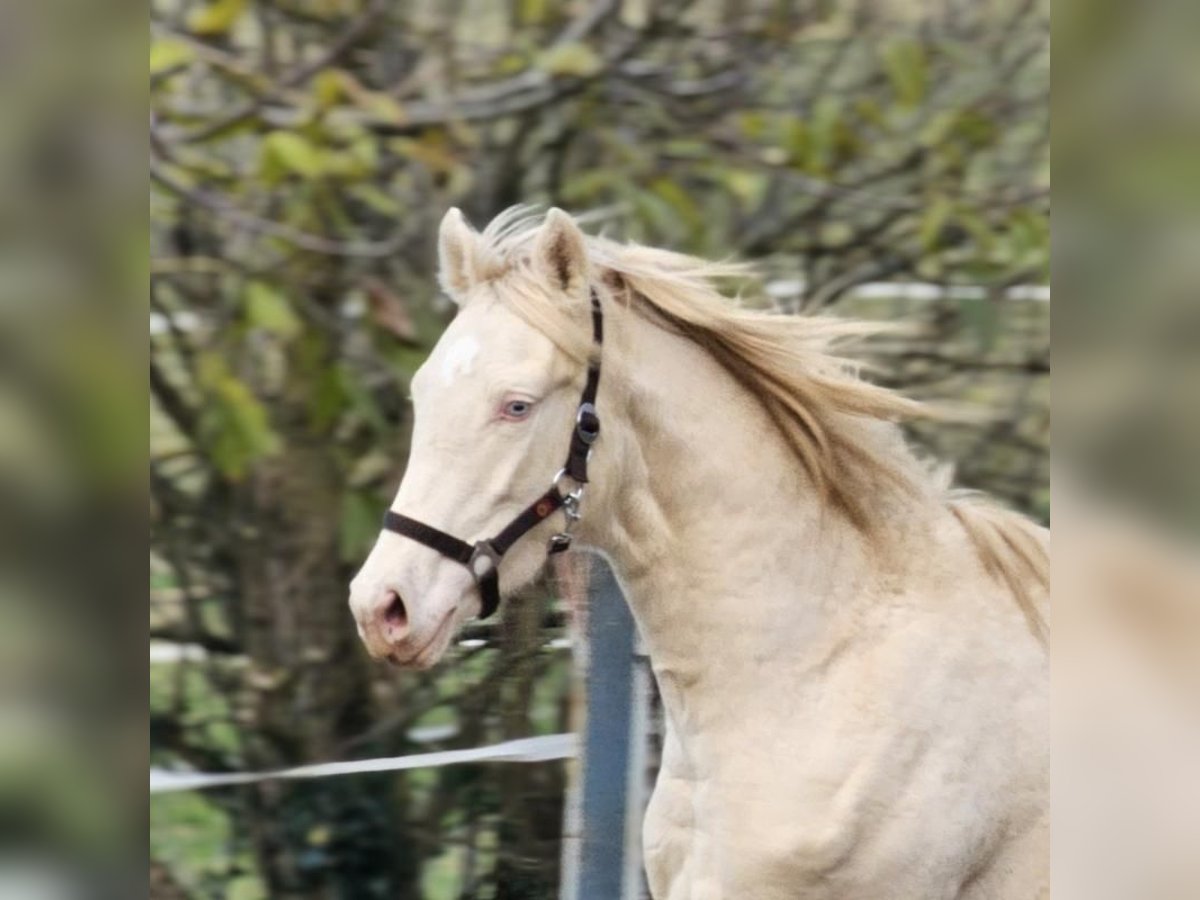 Belgian Warmblood Stallion 1 year 14,1 hh Perlino in vISZ