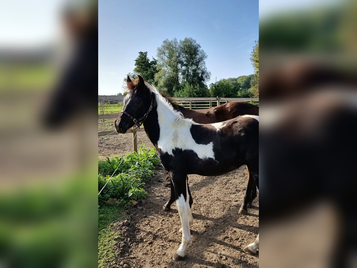 Belgian Warmblood Stallion 1 year 15,2 hh Tobiano-all-colors in Paturages