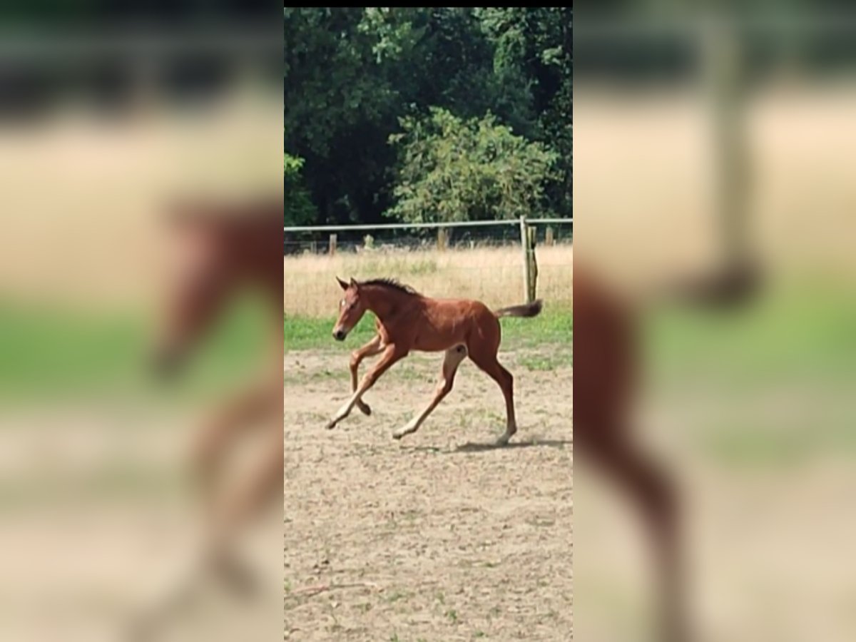 Belgian Warmblood Stallion 1 year 16,2 hh Brown in Ieper