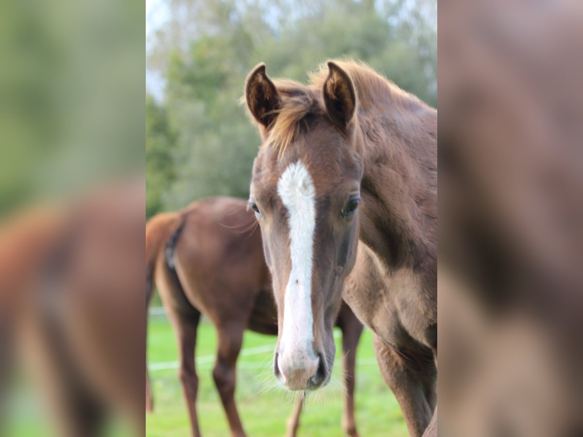 Belgian Warmblood Stallion 1 year 16,2 hh Chestnut-Red in breendonk