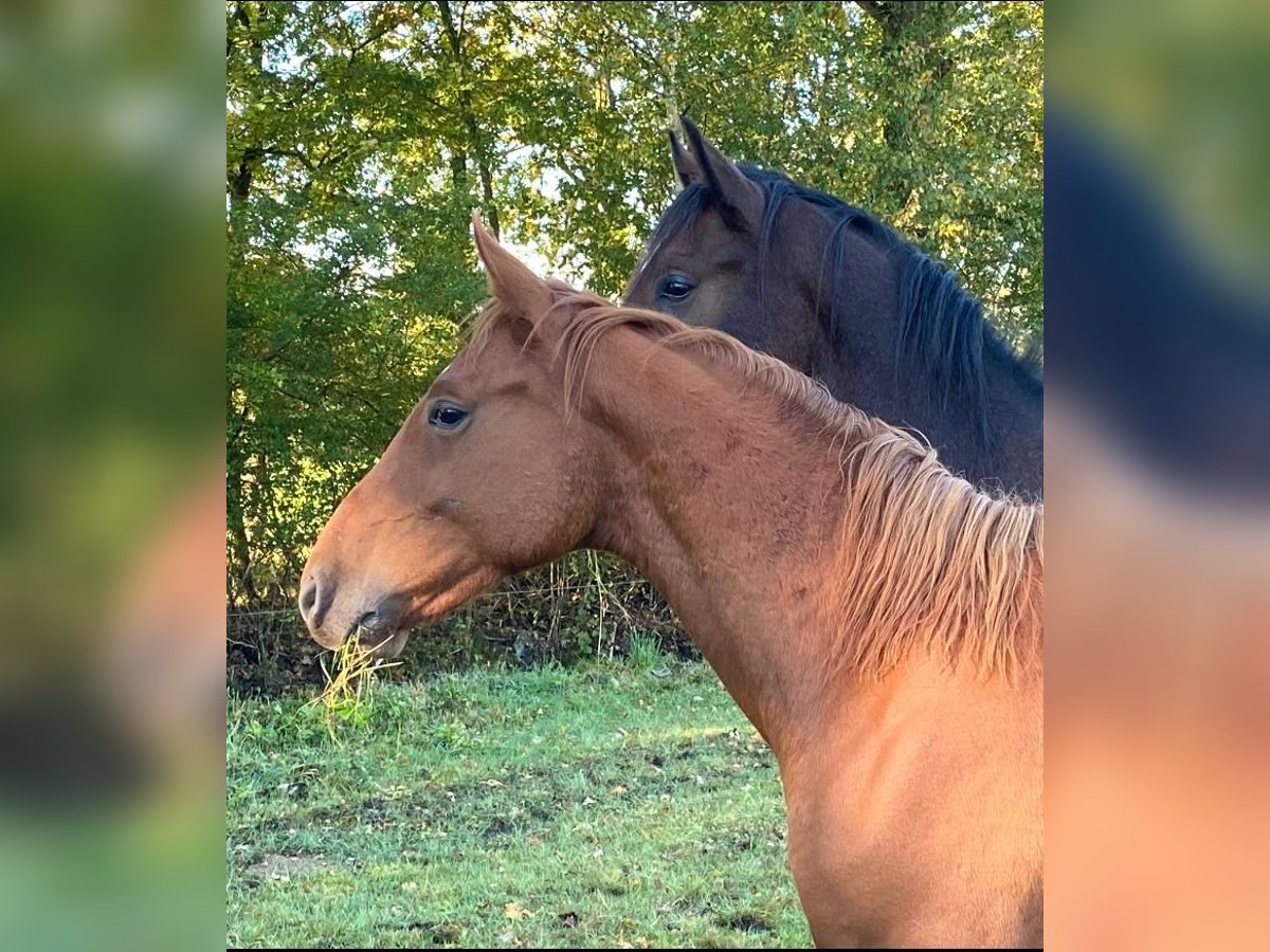 Belgian Warmblood Stallion 1 year 16 hh Chestnut-Red in Münster