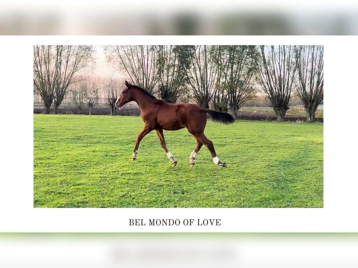 Belgian Warmblood Stallion 1 year Brown in Lokeren