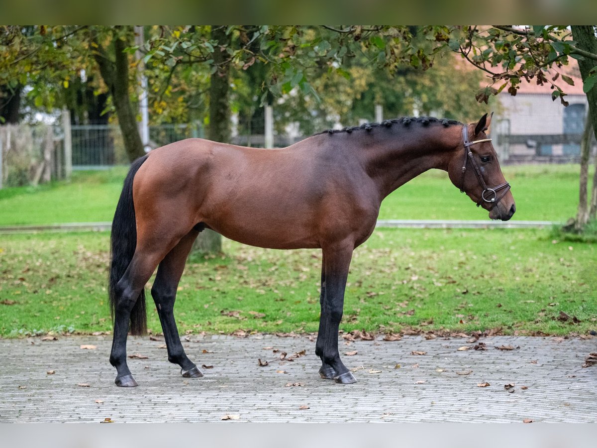 Belgian Warmblood Stallion 2 years 13,3 hh Chestnut in GROTE-BROGEL