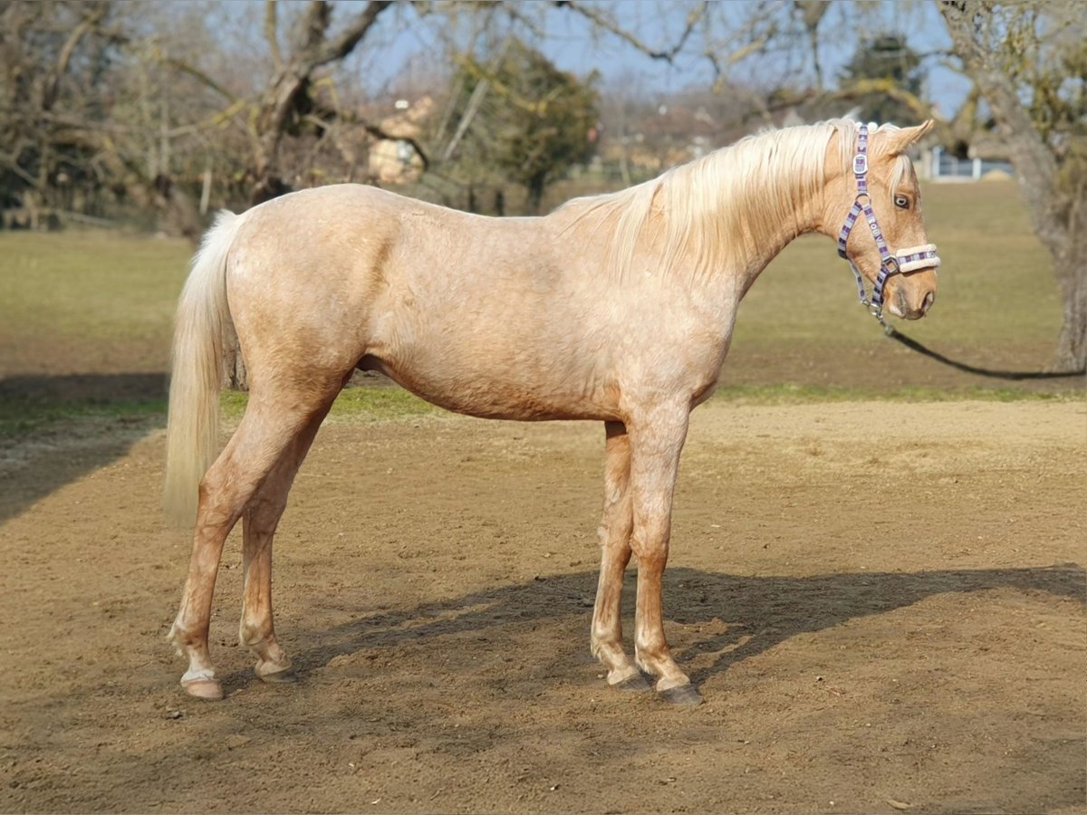 Belgian Warmblood Stallion 2 years 14,2 hh Palomino in vISZ