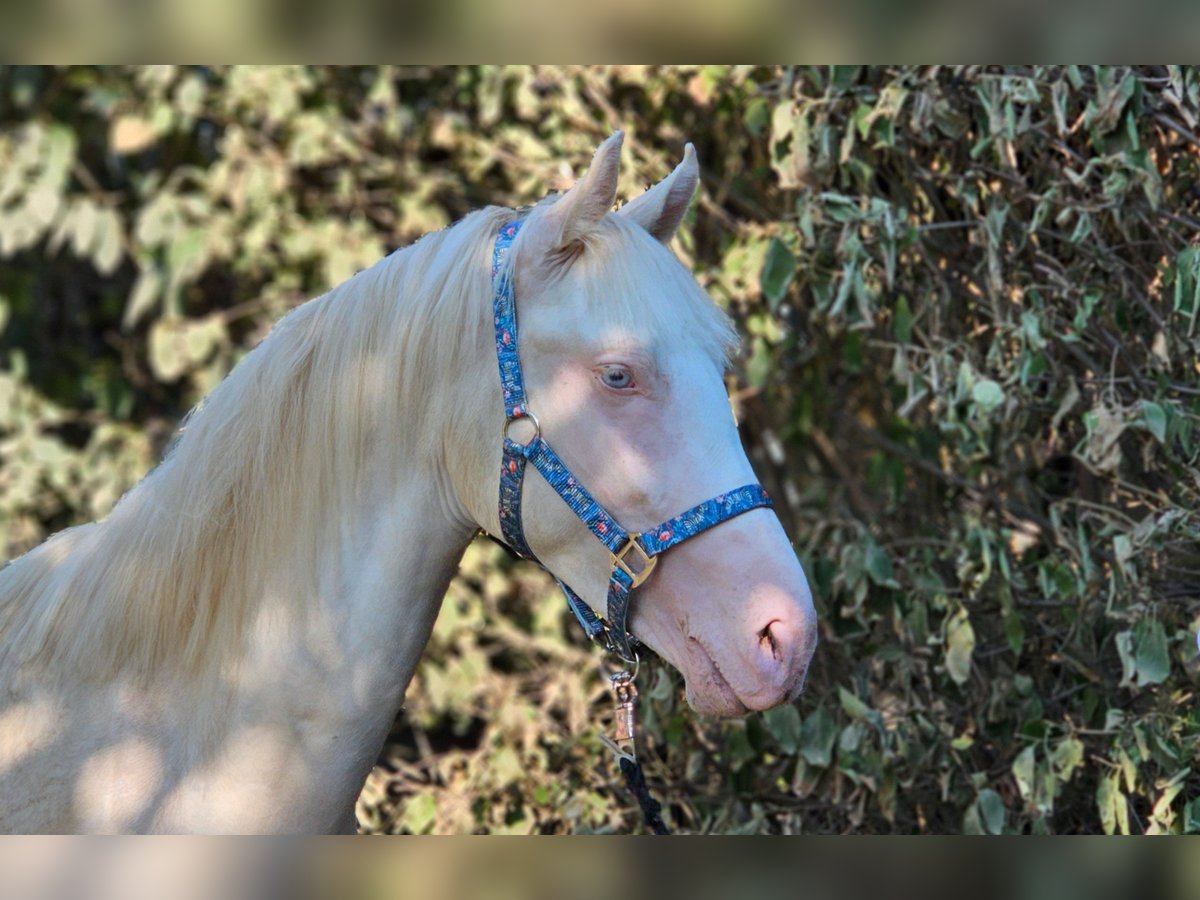 Belgian Warmblood Stallion 2 years 14,2 hh Perlino in Visz