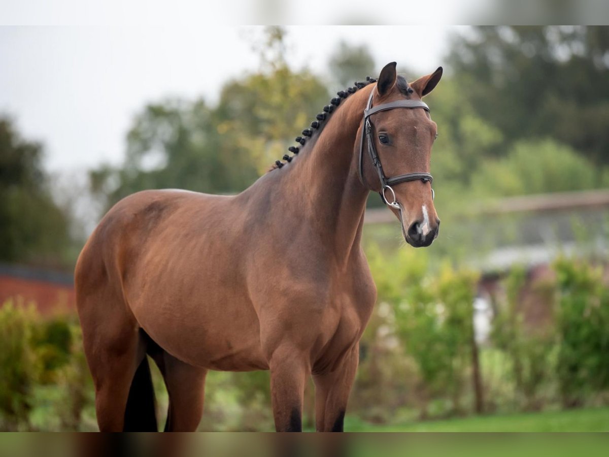 Belgian Warmblood Stallion 2 years 15,3 hh Bay-Dark in Bladel