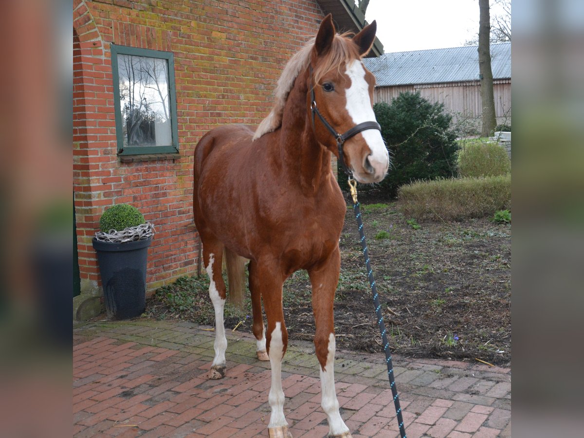 Belgian Warmblood Stallion 2 years 16 hh Chestnut-Red in Wildeshausen