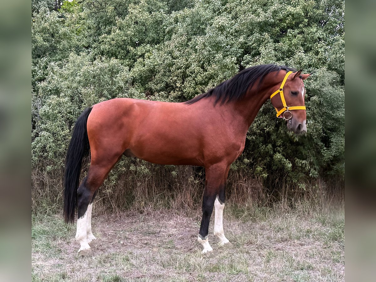 Belgian Warmblood Stallion 2 years 16,1 hh Brown in Bekes
