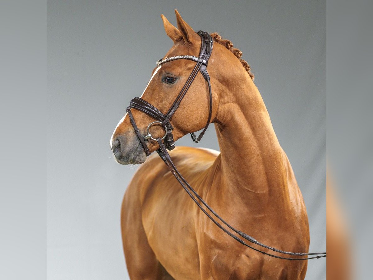 Belgian Warmblood Stallion 2 years Chestnut-Red in Münster-Handorf