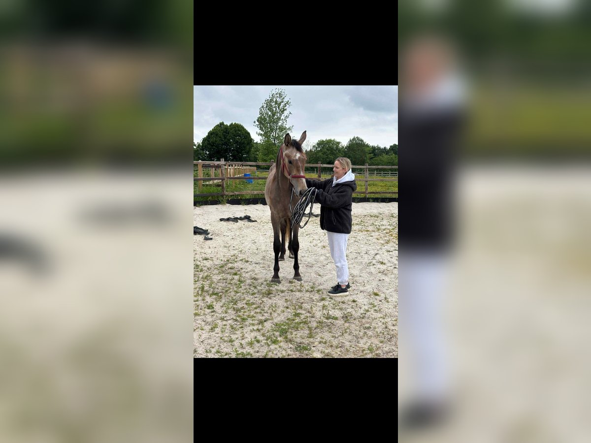 Belgian Warmblood Stallion 2 years in Diepenbeek