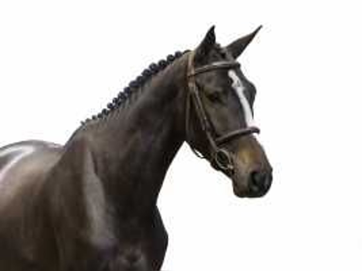 Belgian Warmblood Stallion 3 years 16,1 hh Bay-Dark in Waddinxveen