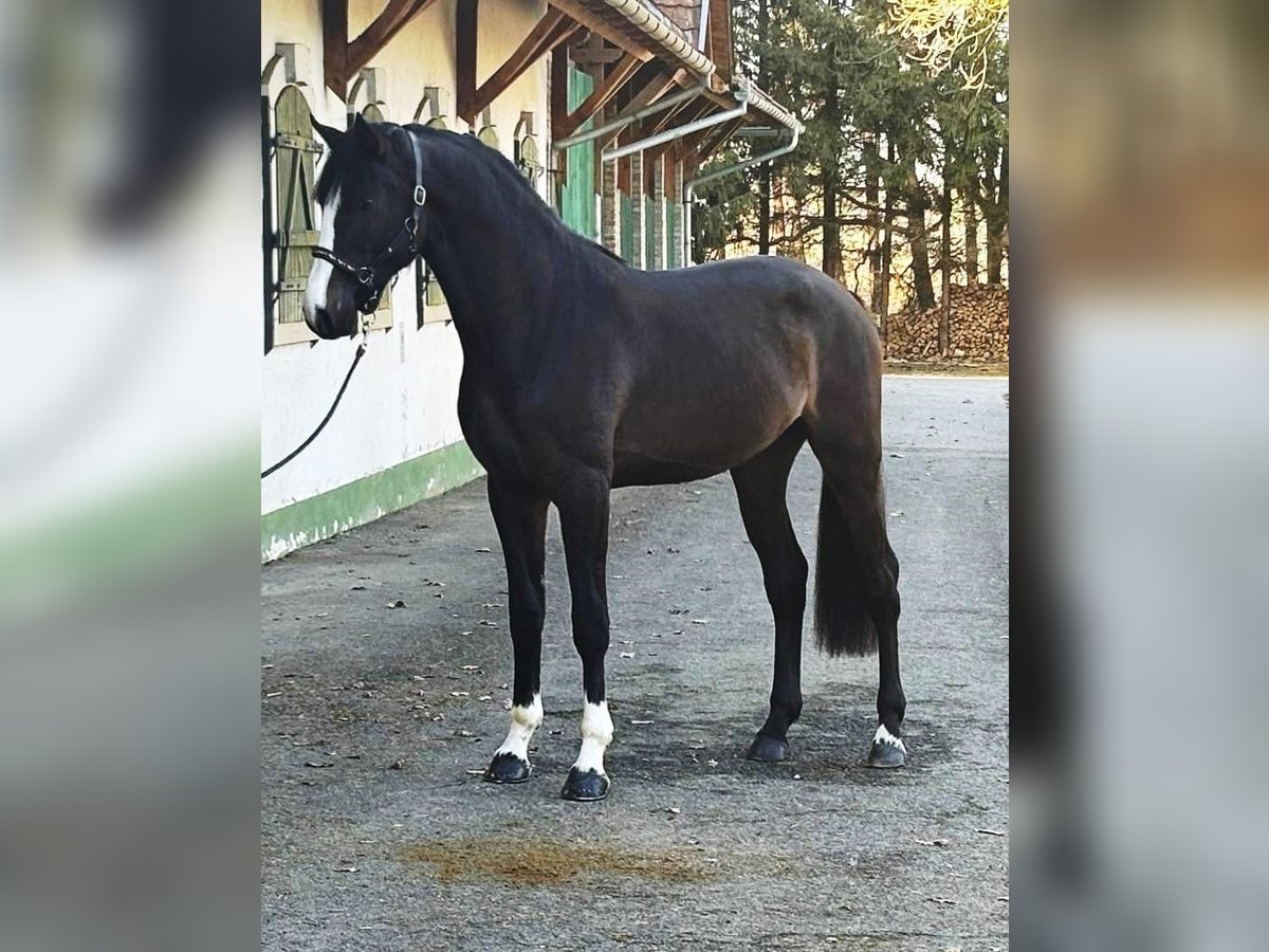 Belgian Warmblood Stallion 3 years 16,2 hh Bay-Dark in Halbenrain