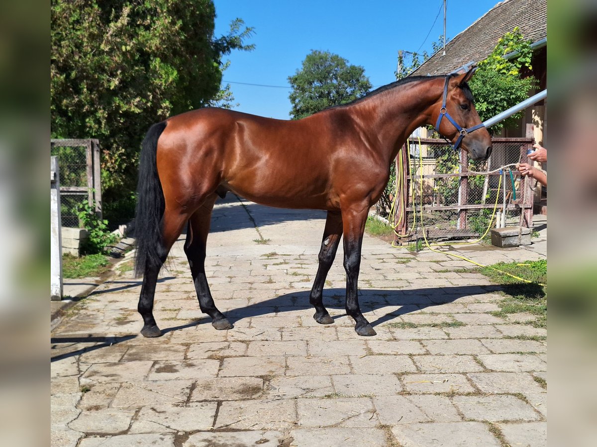 Belgian Warmblood Stallion 3 years 16,2 hh Brown in Békéscsaba