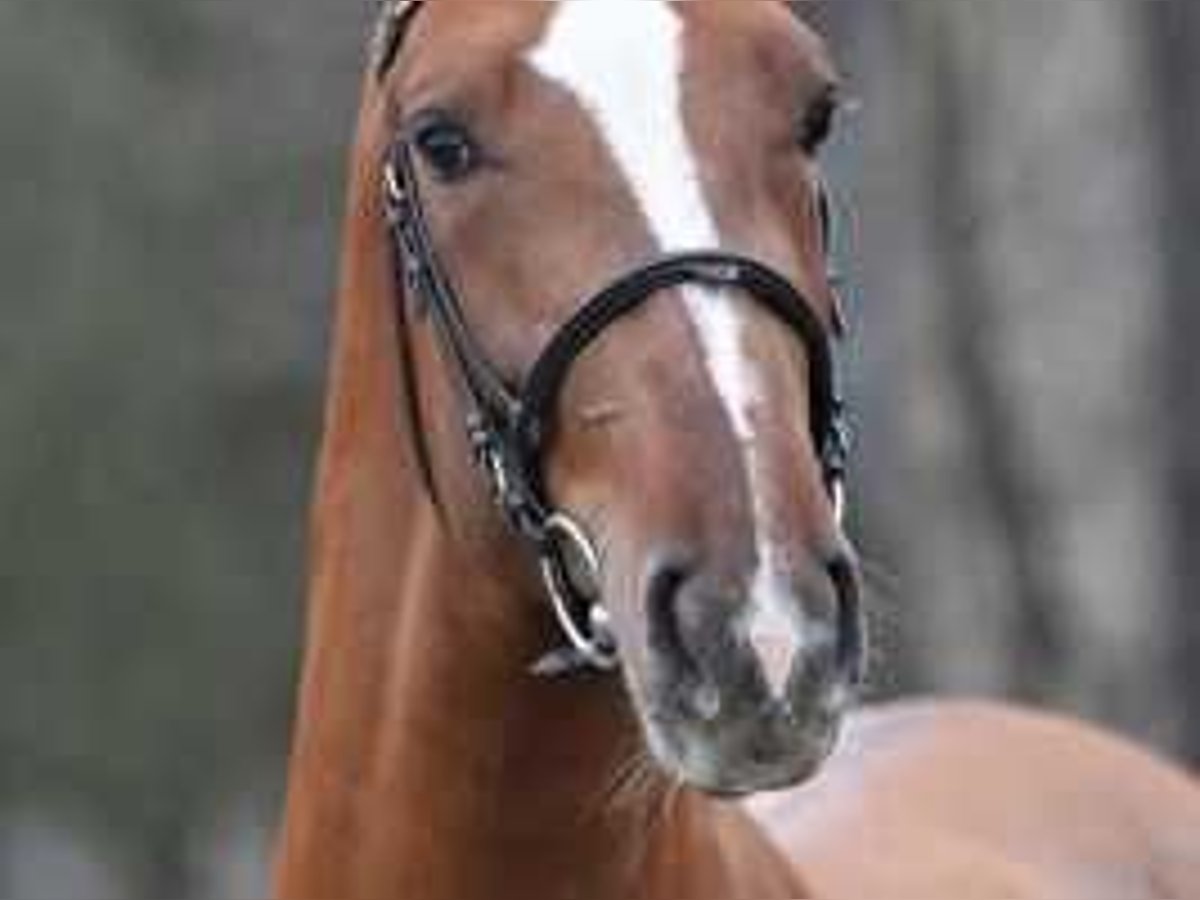 Belgian Warmblood Stallion 3 years 16,2 hh Chestnut in Sint-Niklaas